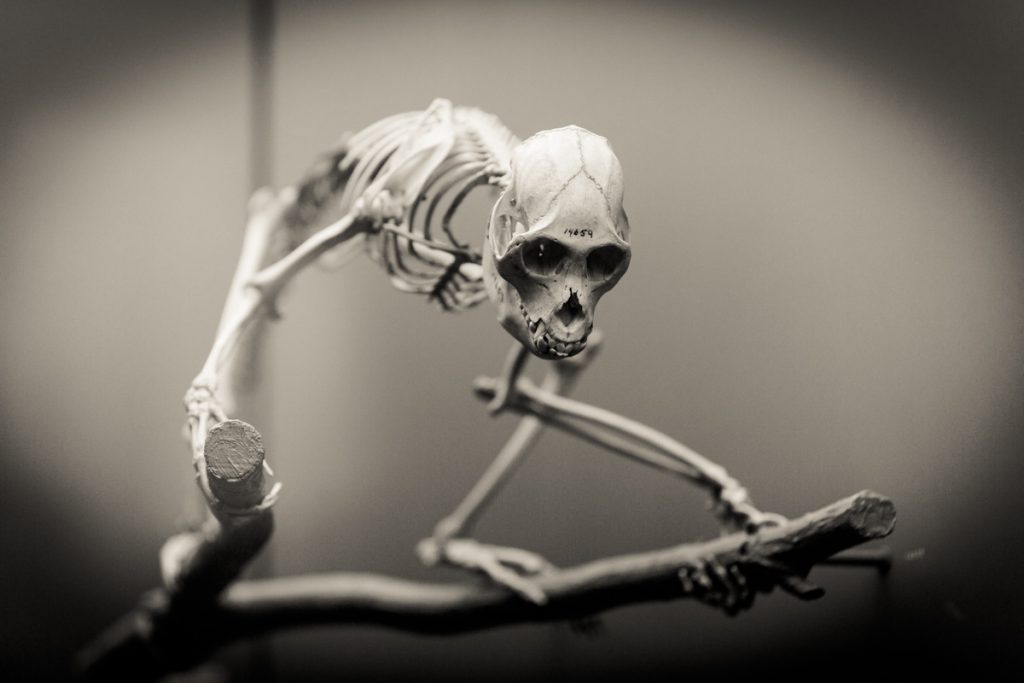 Fine art portrait series on bones by NYC photographer, Kelly Williams