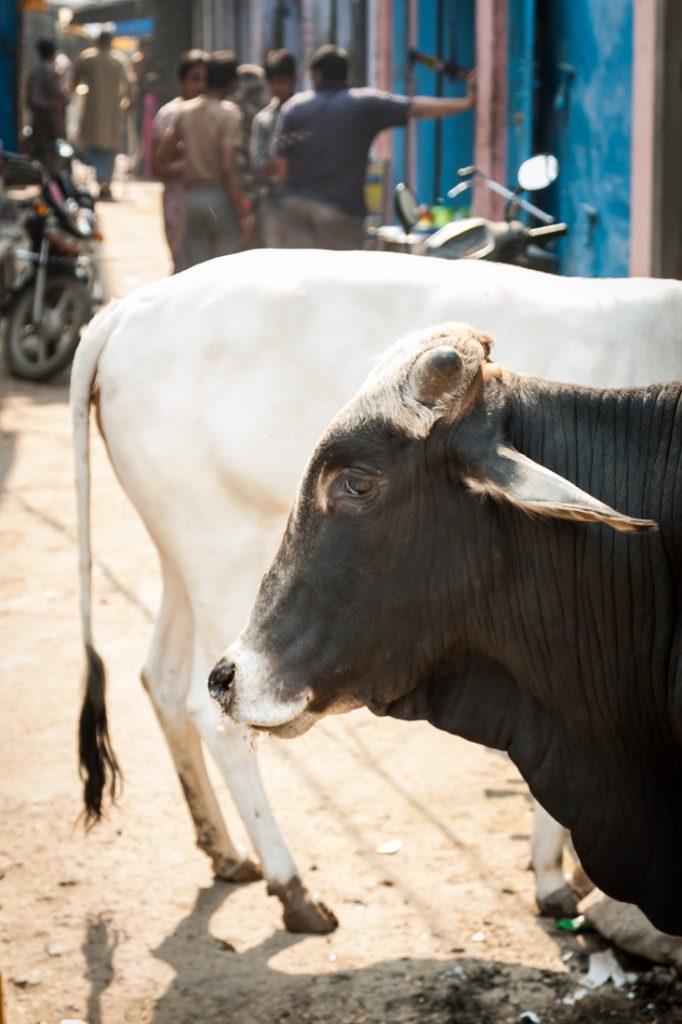 Cows on the street in Agra, India