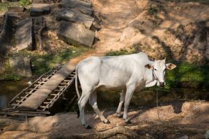 White cow for an Angkor Wat temple guide