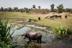 Water buffalo in a field for an Angkor Wat temple guide