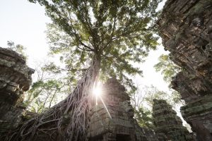 Ta Prohm for an Angkor Wat temple guide