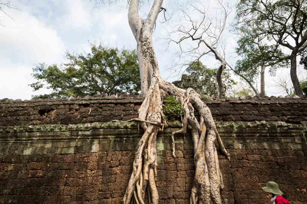 Ta Prohm for an Angkor Wat temple guide