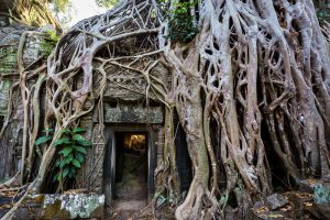 Tree-covered doorway at Ta Prohm Temple for an article on Angkor Wat travel tips
