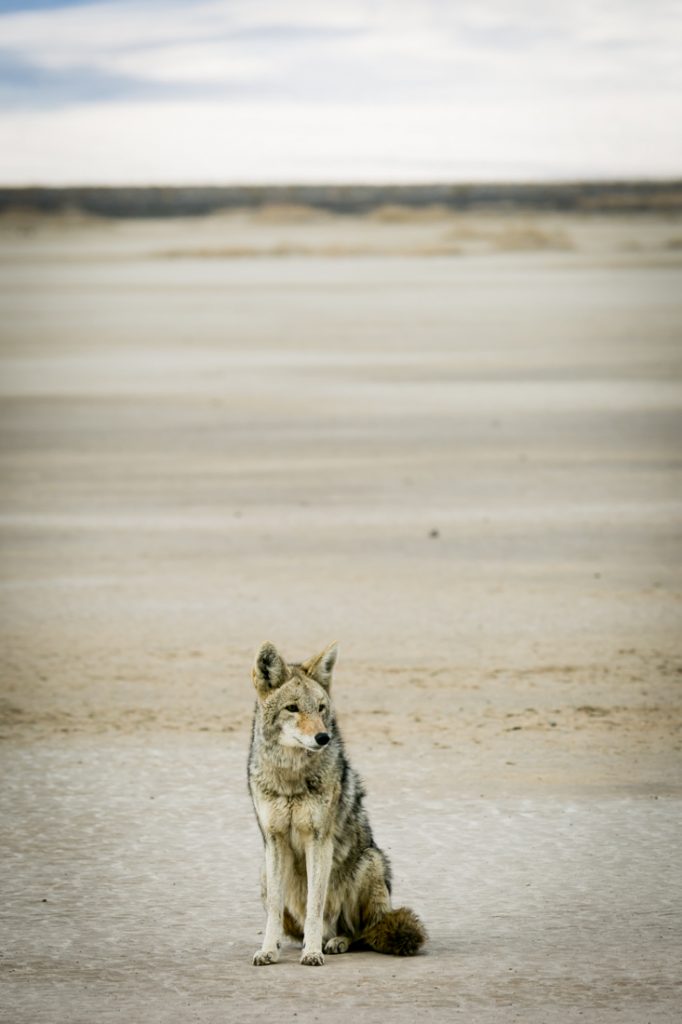 Panamint Springs landscape with coyote for an article on Death Valley travel tips