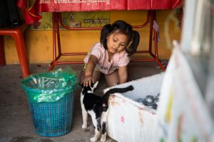 Little girl petting cat for an article on Siem Reap travel tips