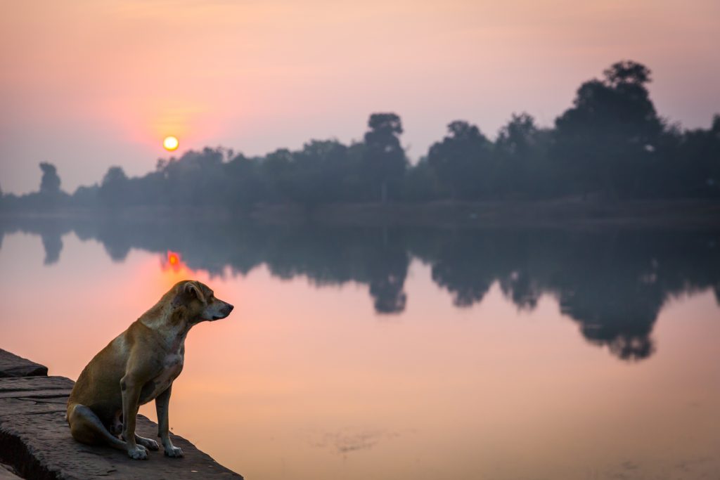 Srah Srang sunrise with dog for an article on Angkor Wat sunrise strategies