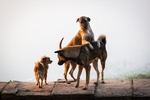Dogs at Srah Srang for an article on Angkor Wat sunrise strategies