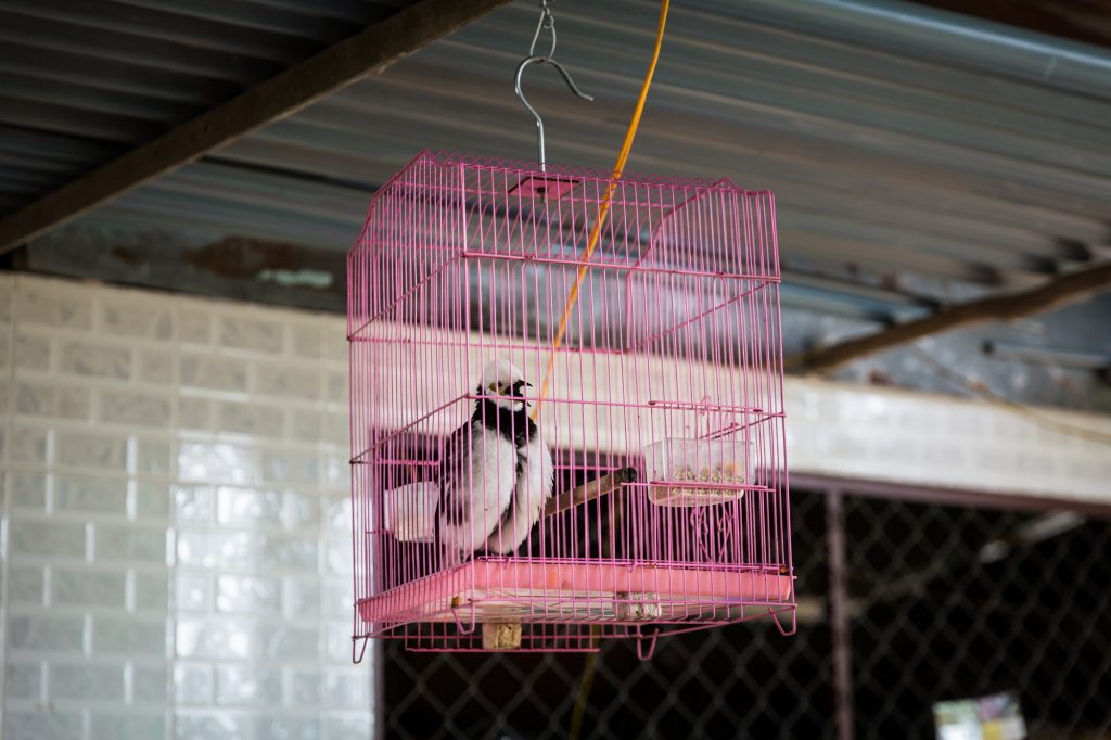 Bird in cage for an article on the Cai Be Floating Markets