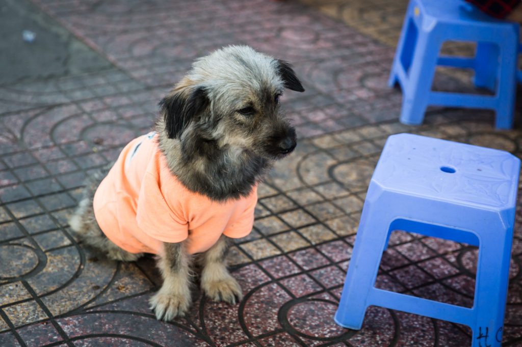 Puppy wearing orange t-shirt for article on Ho Chi Minh City street photos