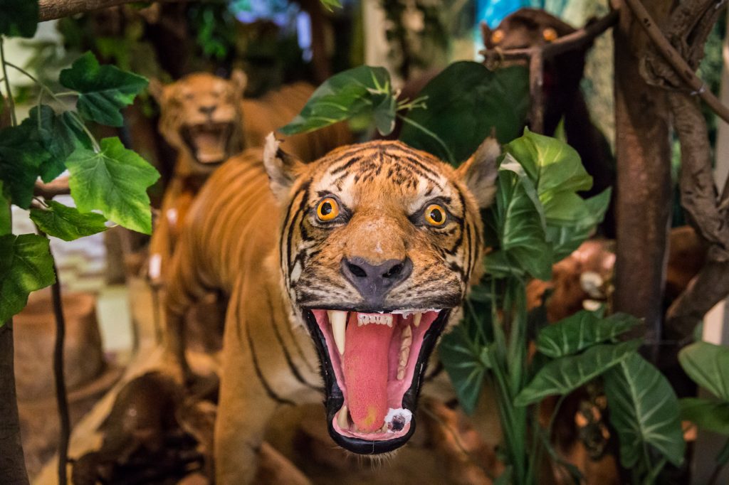 Taxidermied animal at the Saigon Zoo and Botanical Garden for article on Ho Chi Minh City street photos