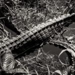 Alligator in Florida Everglades in black and white