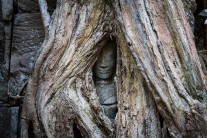 Face sculpture covered by vines at Ta Prohm for an Angkor Wat temple guide