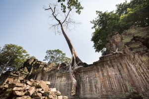 Tree growing out of a wall for an article on Angkor Wat travel tips