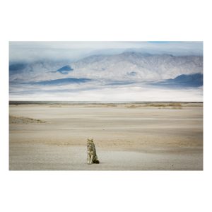 Coyote in landscape for an article on Death Valley travel tips