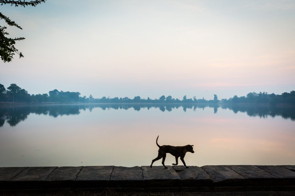 Srah Srang sunrise with dog for an article on Angkor Wat sunrise strategies