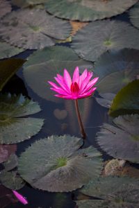 Pink water lily for an article on Angkor Wat sunrise strategies