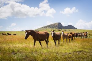 Horses in a field for an Easter Island travel guide