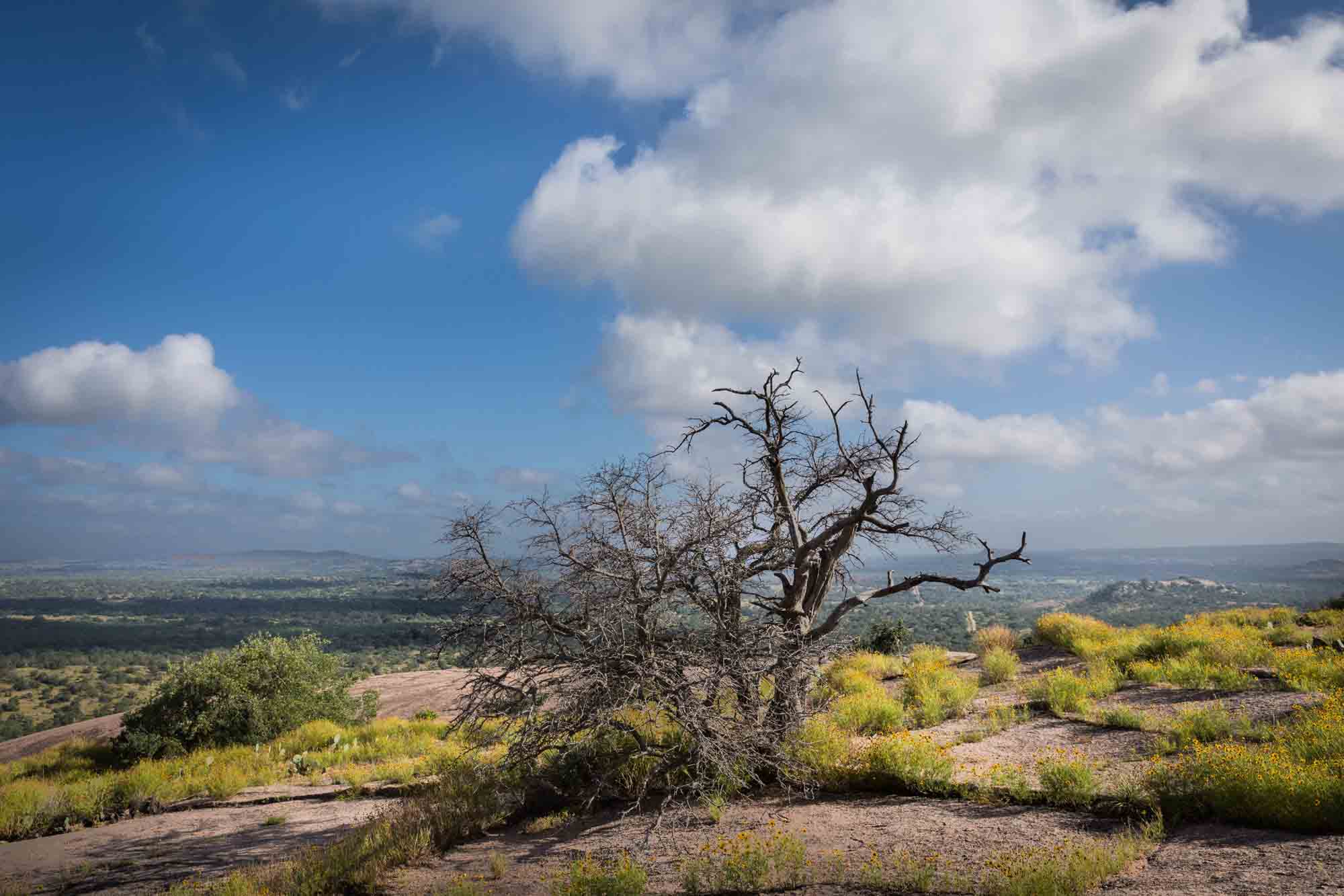 Dead tree on top of mountain surrounded by yellow flowers for an article on Enchanted Rock hiking trips