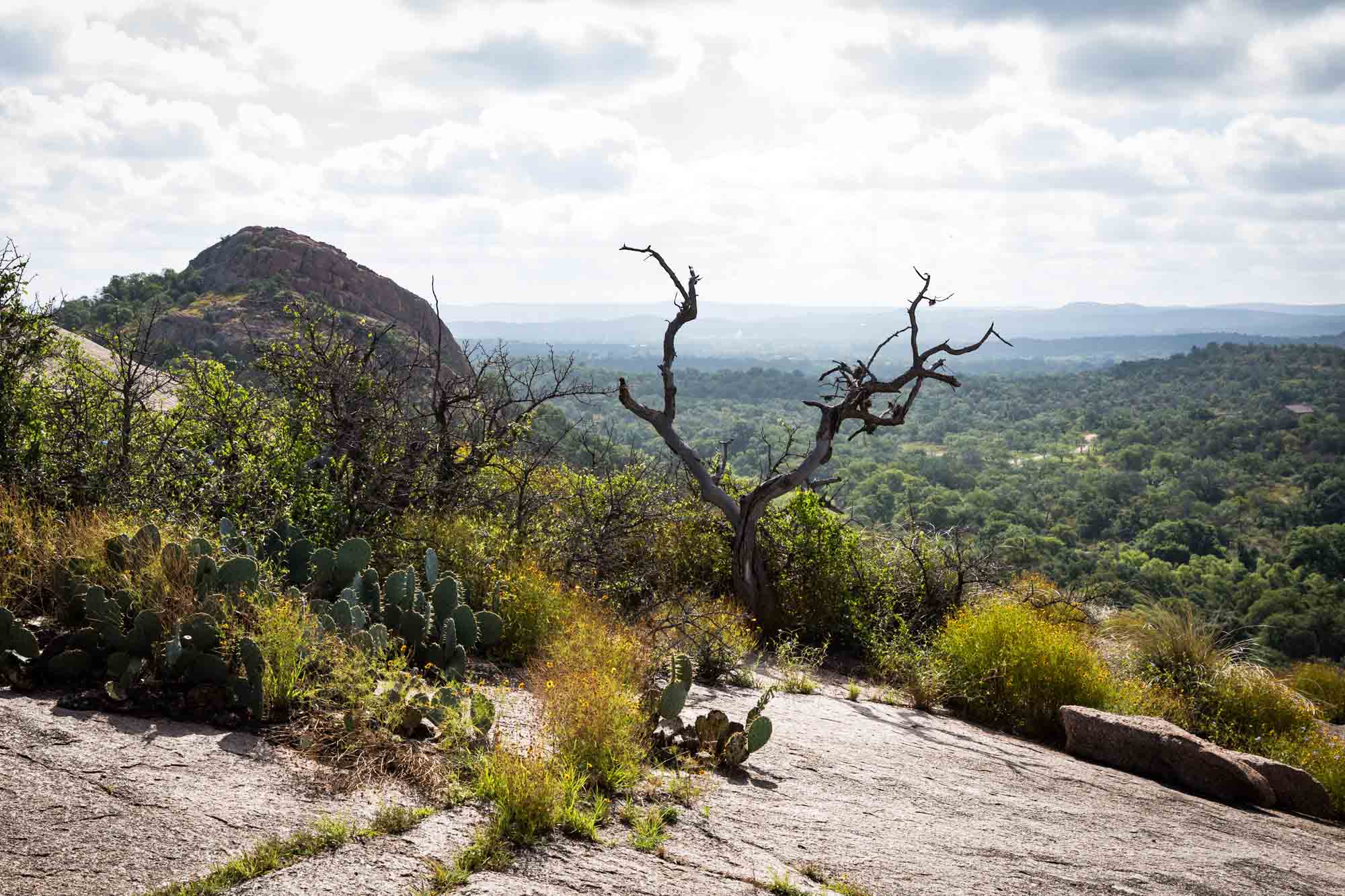 Cacti and dead tree on top of Enchanted Rock for an article on Enchanted Rock hiking trips