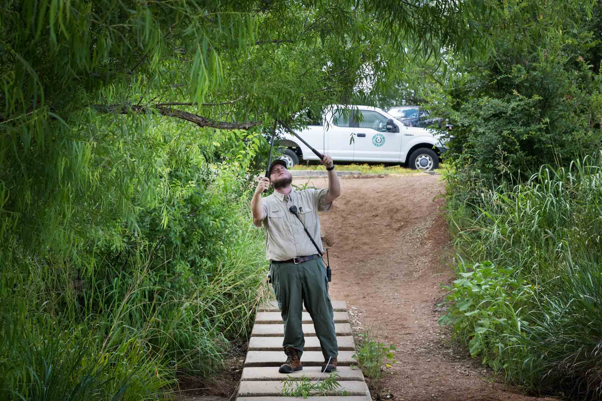 Park ranger pruning branches overhead for an article on Enchanted Rock hiking trips