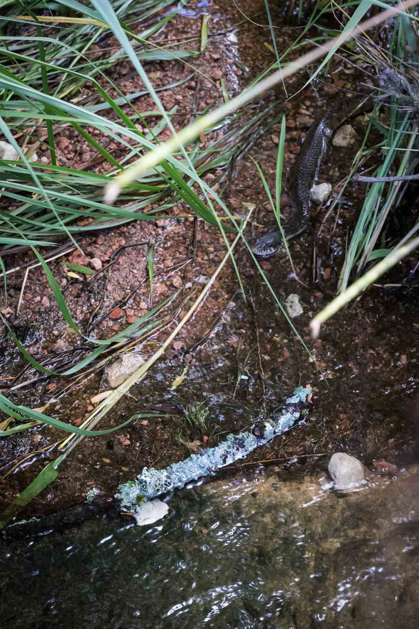 Small snake waits in the water for an article on Enchanted Rock hiking trips