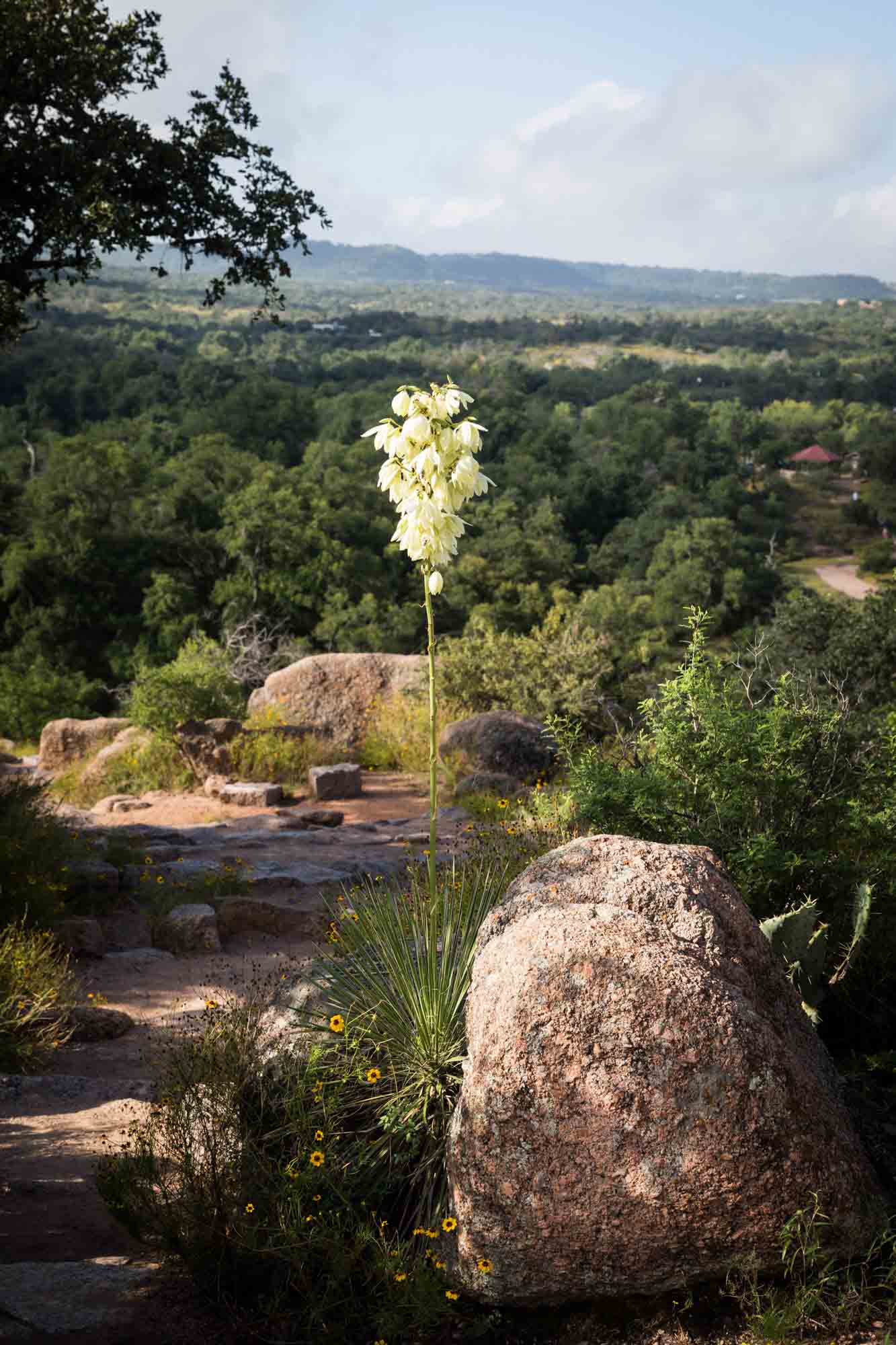 White yucca flower growing beside rock for an article on Enchanted Rock hiking trips