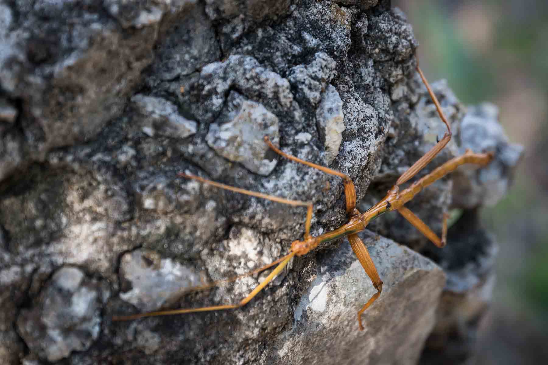 Walking stick insect on stone