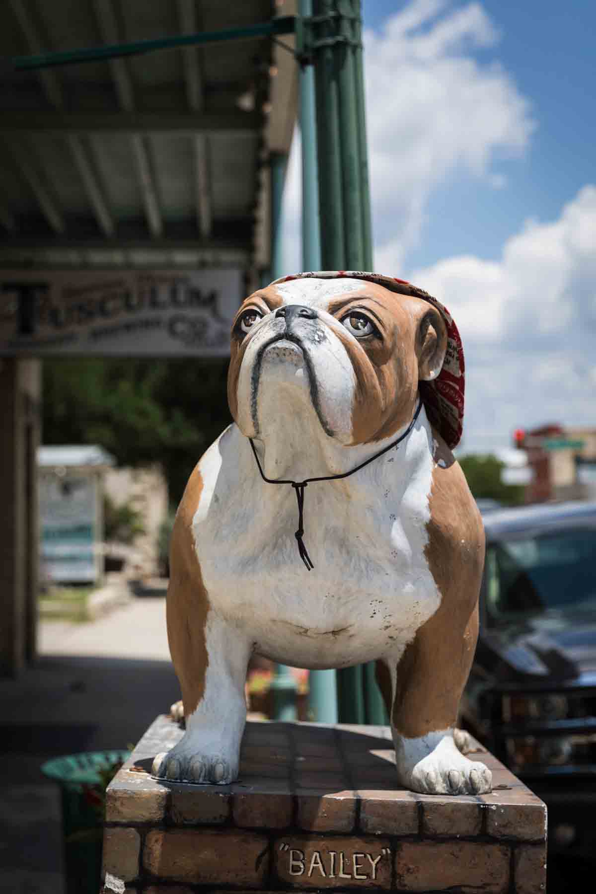 Bulldog sculpture on Main Street in Boerne, Texas