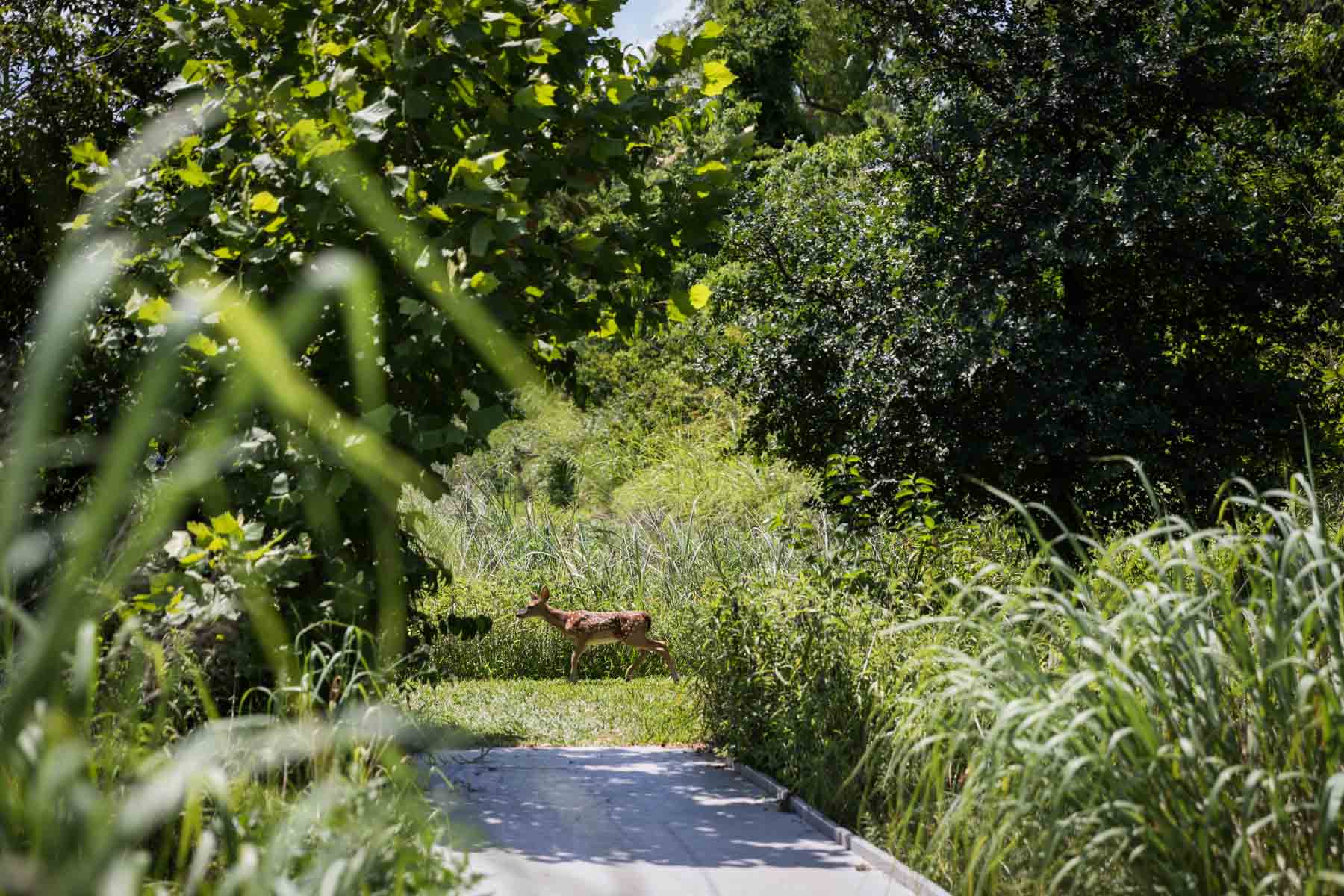 Pathway leading to fawn in Cibolo Center for Conservation for an article entitled, ‘Visiting Boerne, Texas: Everything You Need to Know’