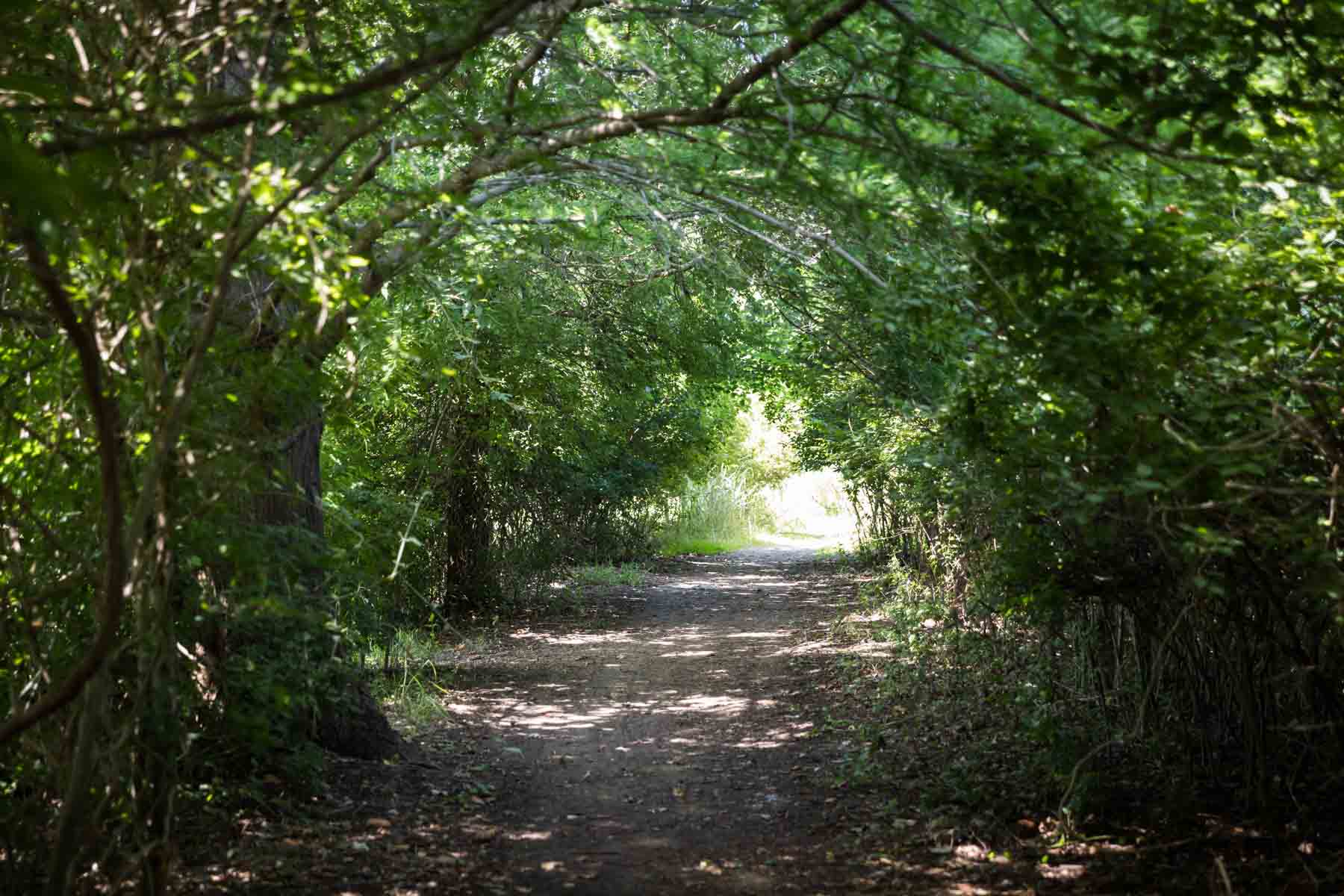 Pathway covered by trees in Cibolo Center for Conservation for an article entitled, ‘Visiting Boerne, Texas: Everything You Need to Know’