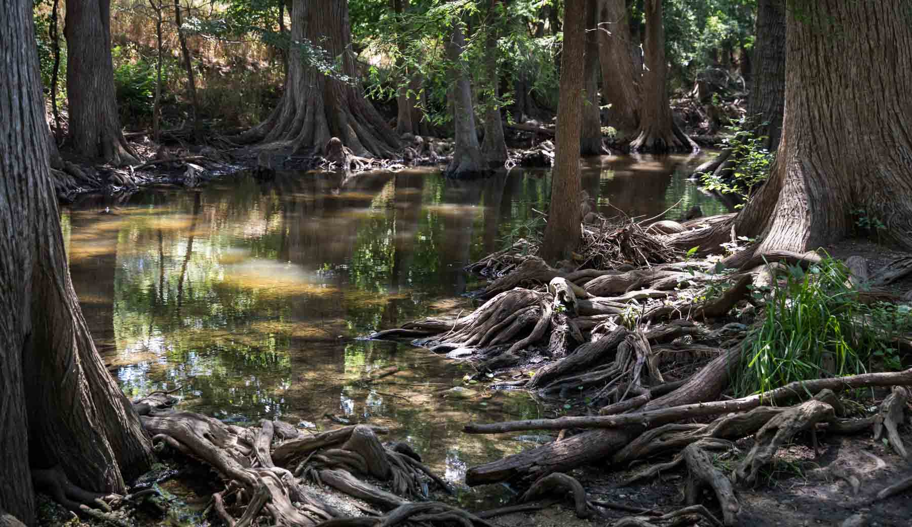 Close up on roots of cypress trees along banks of Cibolo Creek for an article entitled, ‘Visiting Boerne, Texas: Everything You Need to Know’