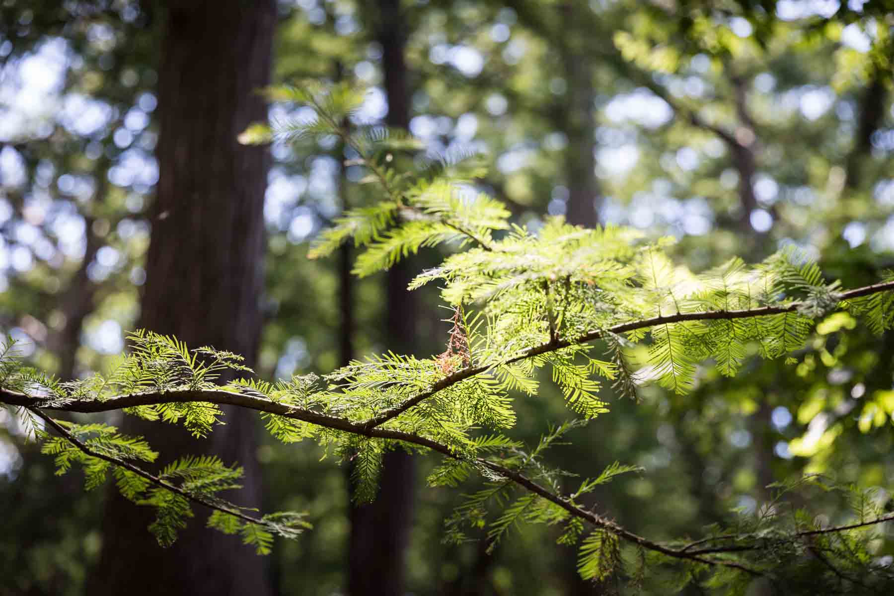 Close up on branch of Cypress tree with light shining through for an article entitled, ‘Visiting Boerne, Texas: Everything You Need to Know’