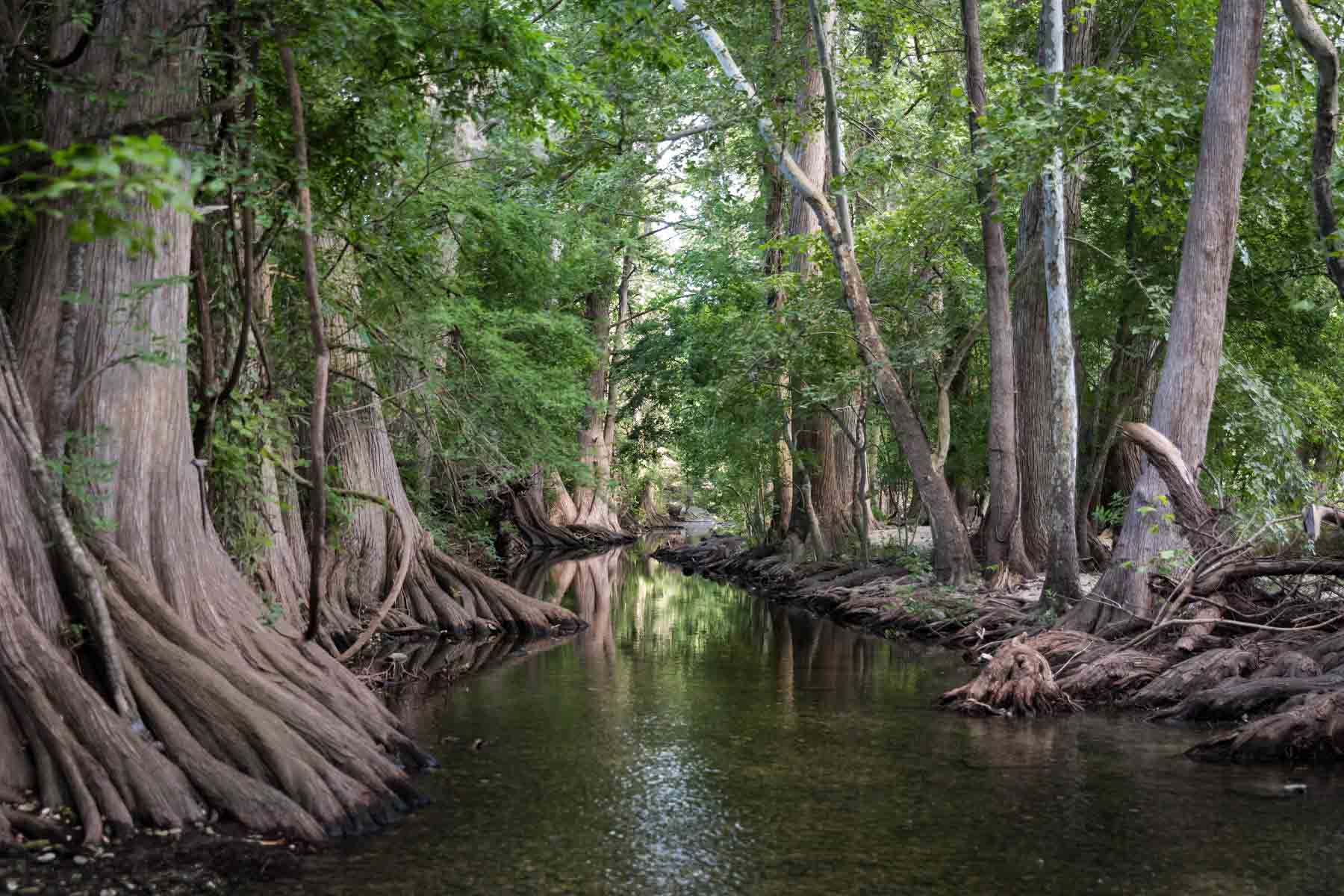 Cypress trees along banks of Cibolo Creek for an article entitled, ‘Visiting Boerne, Texas: Everything You Need to Know’