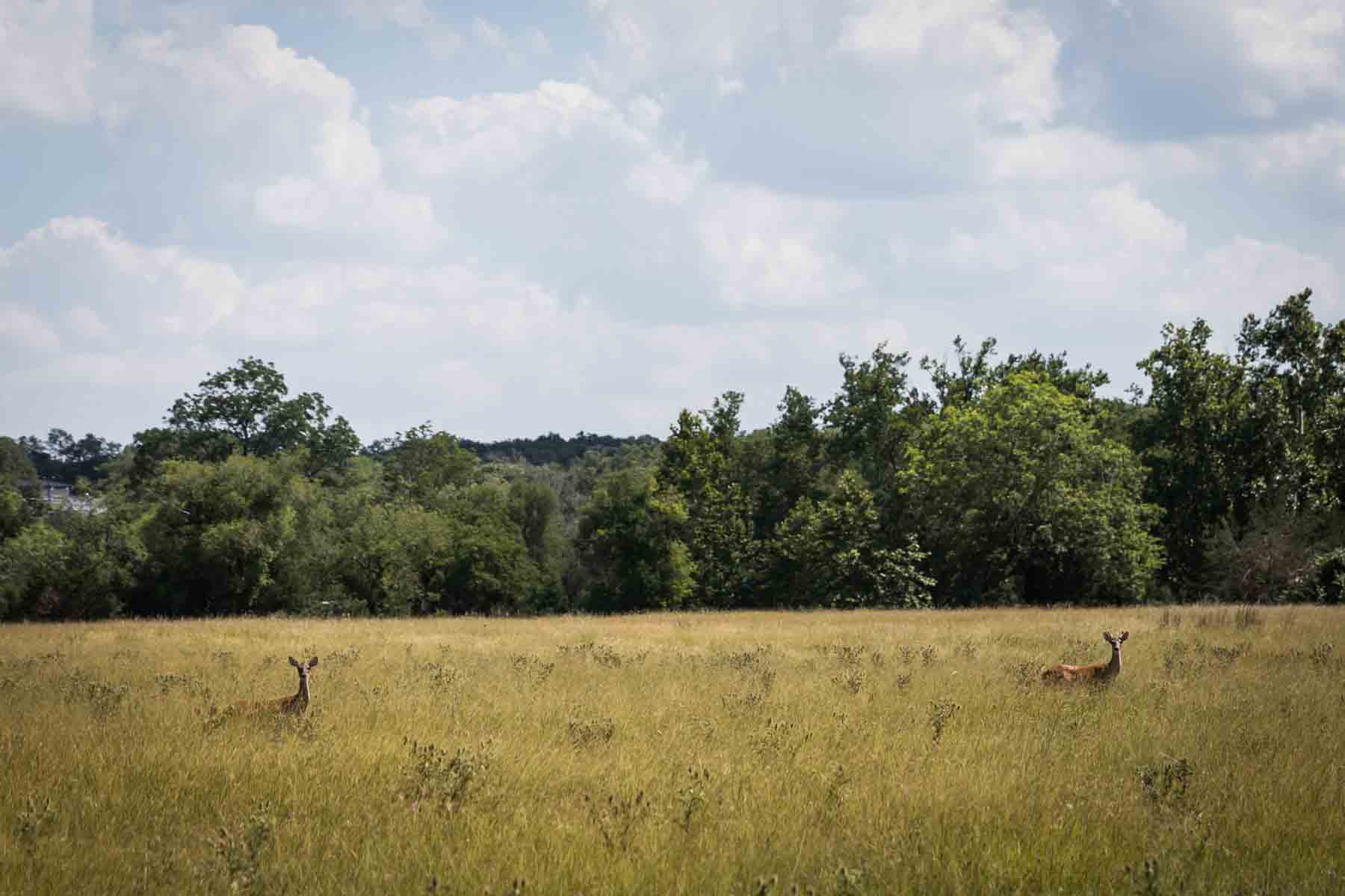 Two deer standing in middle of Monarch meadow in Cibolo Center for Conservation for an article entitled, ‘Visiting Boerne, Texas: Everything You Need to Know’