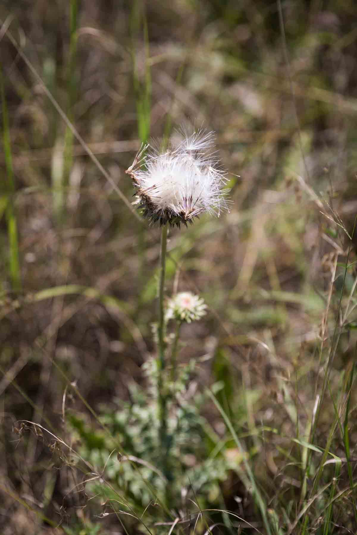 Dried flower with white down in meadow for an article entitled, ‘Visiting Boerne, Texas: Everything You Need to Know’