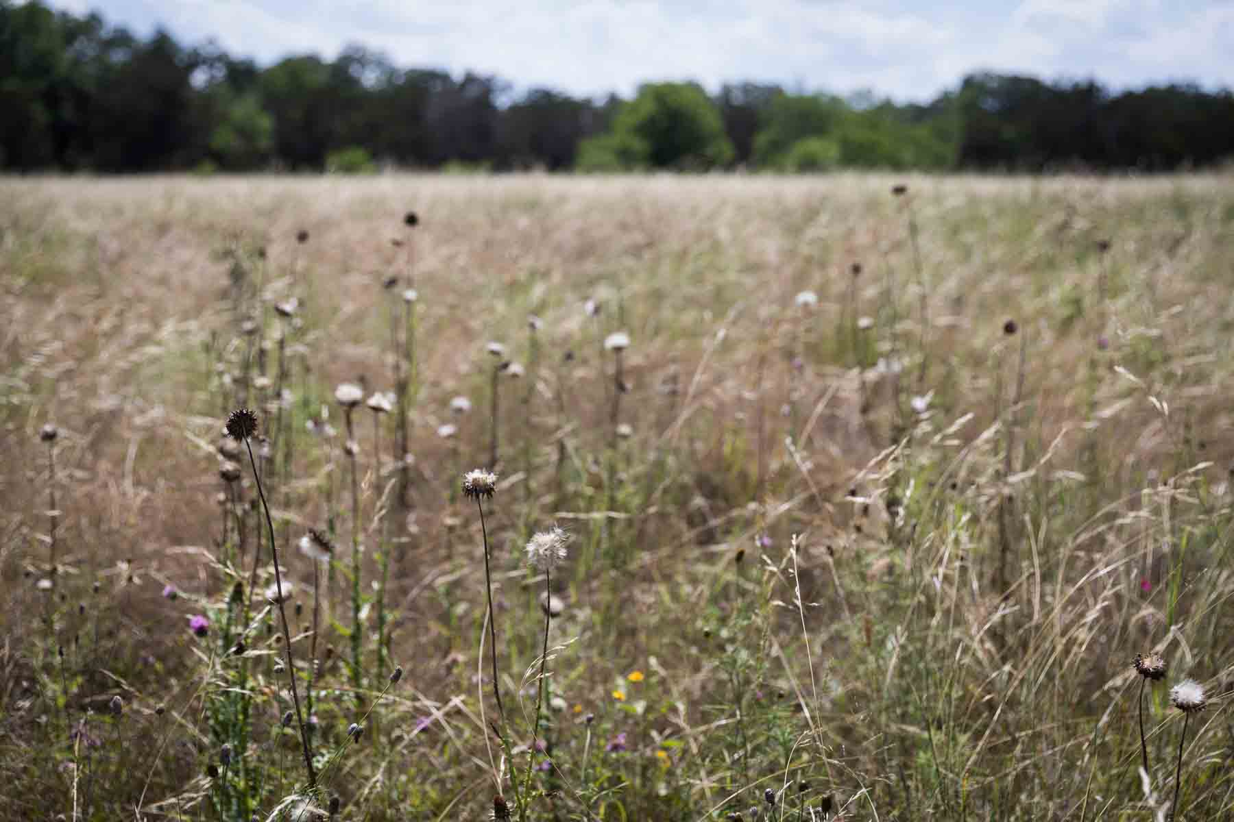 Dried grass and flowers in the Monarch meadow of Cibolo Center for Conservation for an article entitled, ‘Visiting Boerne, Texas: Everything You Need to Know’