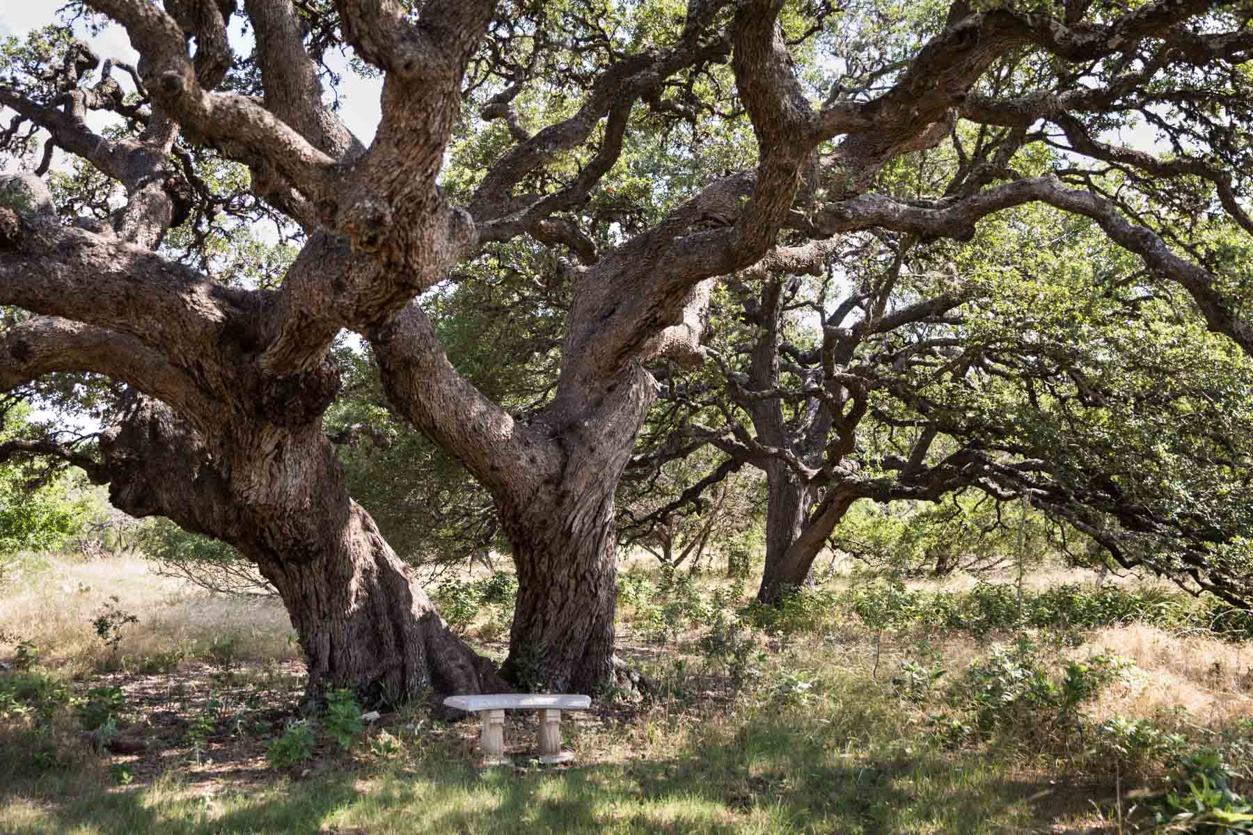 Large oak tree with stone bench at base at Cibolo Center for Conservation for an article entitled, ‘Visiting Boerne, Texas: Everything You Need to Know’