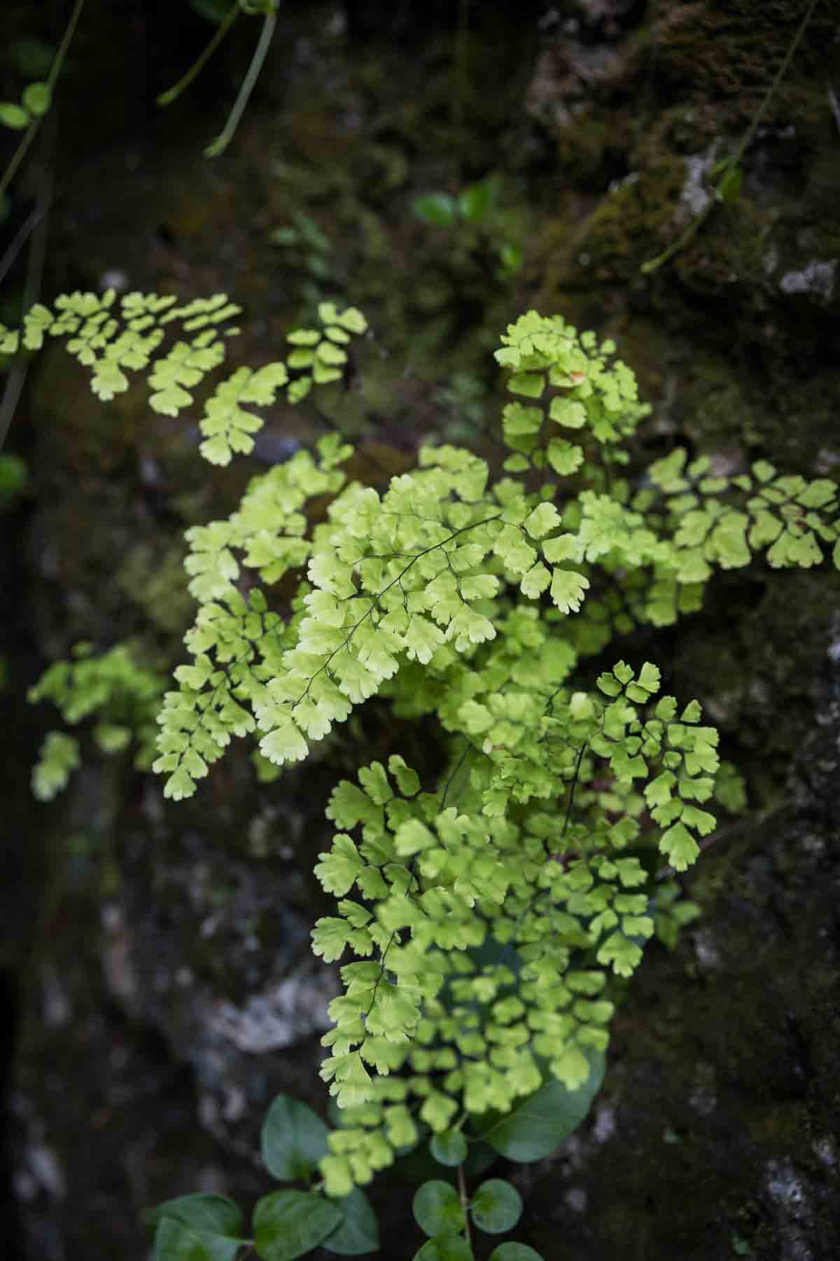 Maidenhair fern growing on rock in Cascade Caverns for an article entitled, ‘Visiting Boerne, Texas: Everything You Need to Know’